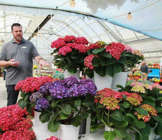 Brilliant blooms: Flower breeder showcases the latest trends in home gardening syngenta flowers ryan hall california spring trials hydrangea