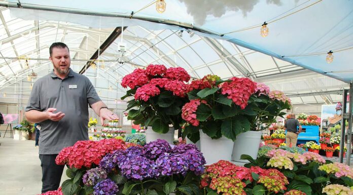 syngenta flowers ryan hall california spring trials hydrangea
