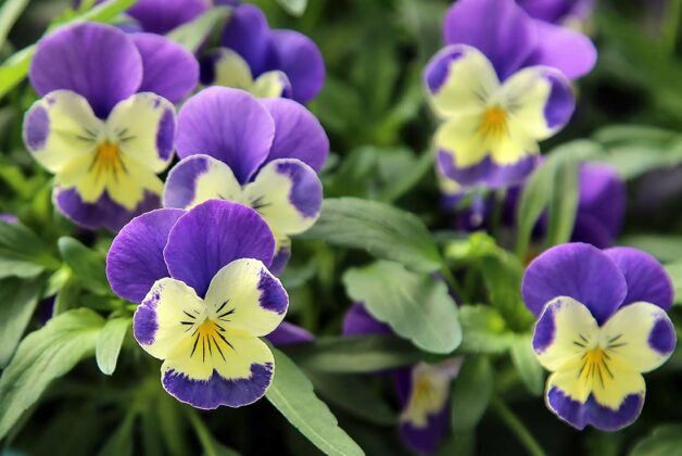 syngenta flowers blue face viola california spring trials