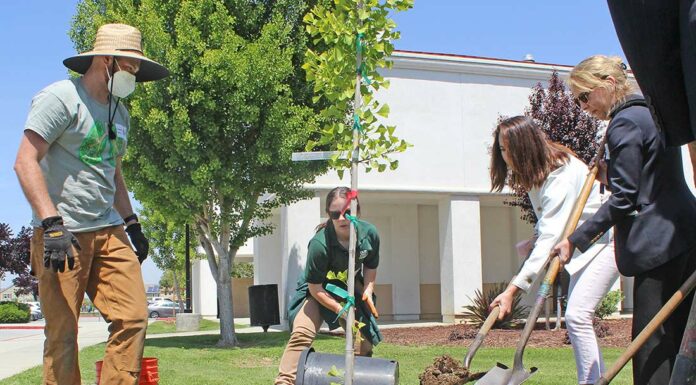 Marisa Zulaski Our City Forest South County Annex Arbor Day tree planting
