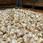 Image for display with article titled Garlic harvest beats expectations