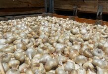 christopher ranch garlic harvest season bulb