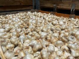 christopher ranch garlic harvest season bulb