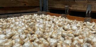christopher ranch garlic harvest season bulb