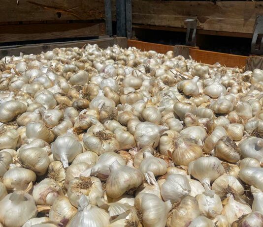 Garlic harvest beats expectations christopher ranch garlic harvest season bulb