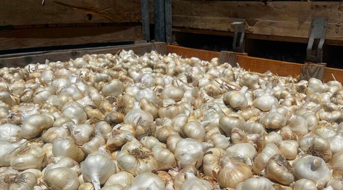 christopher ranch garlic harvest season bulb