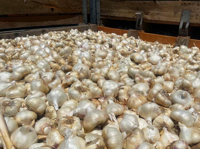christopher ranch garlic harvest season bulb