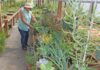susan peterson nursery beautiful plants succulents crop report santa clara county gilroy san martin