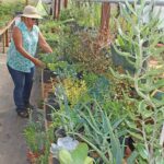 Image for display with article titled Nursery Plants Remain Santa Clara County’s Most Valuable Crops