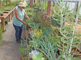 susan peterson nursery beautiful plants succulents crop report santa clara county gilroy san martin
