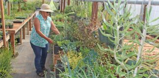 susan peterson nursery beautiful plants succulents crop report santa clara county gilroy san martin
