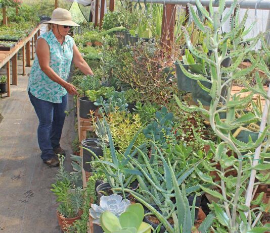 Nursery plants remain Santa Clara County’s most valuable crops susan peterson nursery beautiful plants succulents crop report santa clara county gilroy san martin