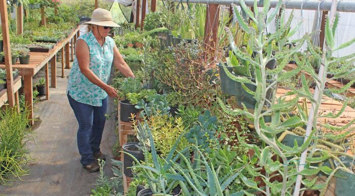 susan peterson nursery beautiful plants succulents crop report santa clara county gilroy san martin