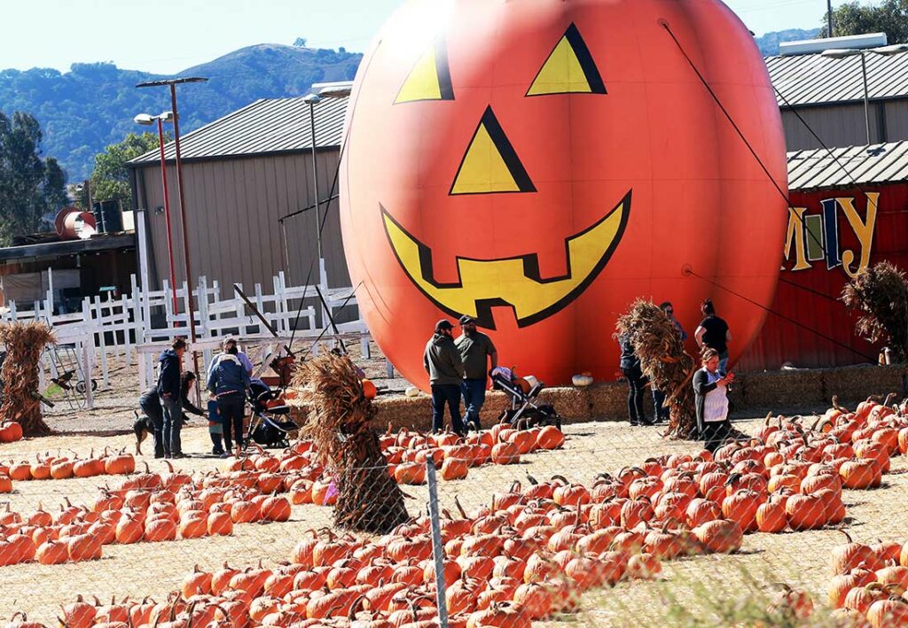 pumpkin patch LJB farms battaglia ranch