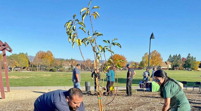 arbor day sunrise park parks recreation commission