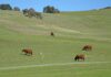 leavesley road cows hillside