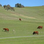 Image for display with article titled Program gives ranchers access to areas during disasters