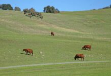 leavesley road cows hillside
