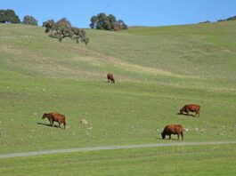 leavesley road cows hillside