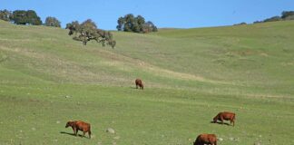 leavesley road cows hillside