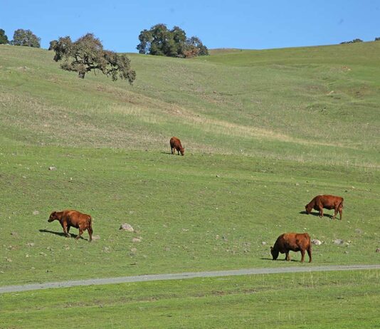 Program gives ranchers access to areas during disasters leavesley road cows hillside