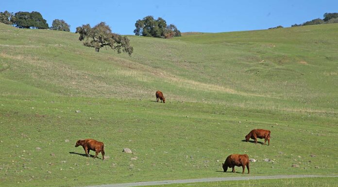 leavesley road cows hillside