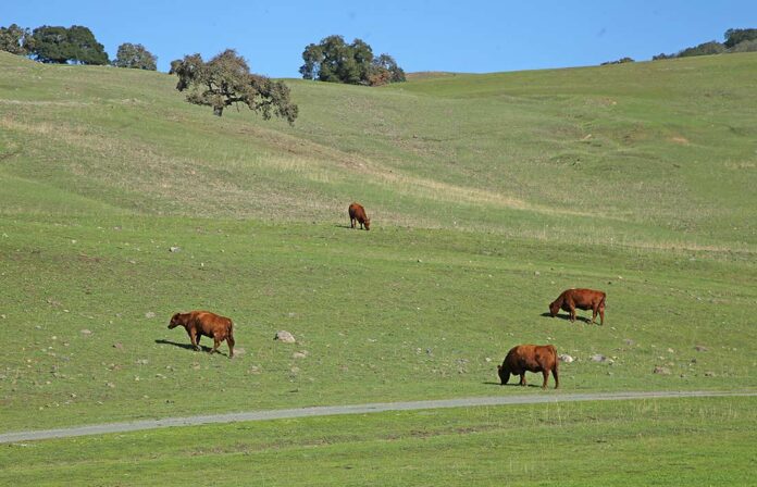 leavesley road cows hillside