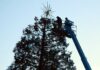 st mary's parish holiday tree downtown gilroy