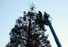 st mary's parish holiday tree downtown gilroy