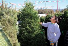 battaglia ranch christmas tree jenny ching