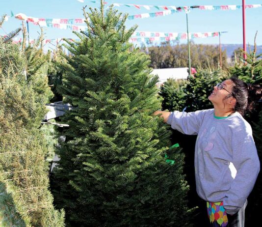 battaglia ranch christmas tree jenny ching