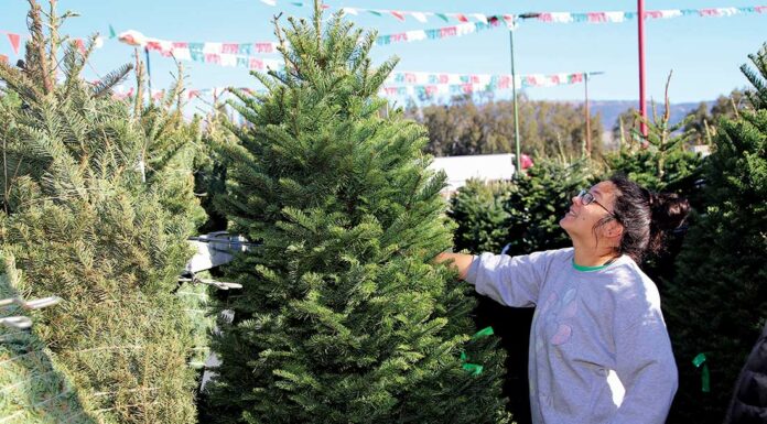 battaglia ranch christmas tree jenny ching