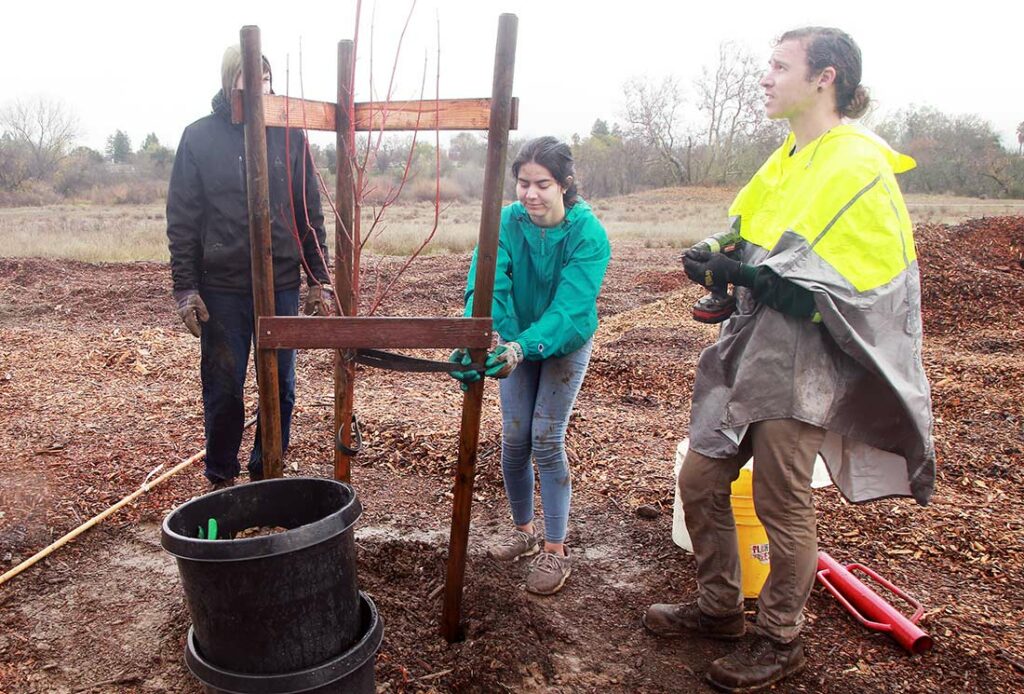 Volunteers plant trees in Christmas Hill Park Gilroy Dispatch