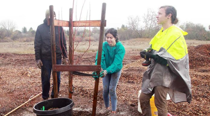 christmas hill park tree planting our city forest