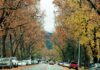 sixth street leaves