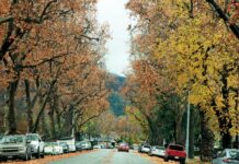 sixth street leaves