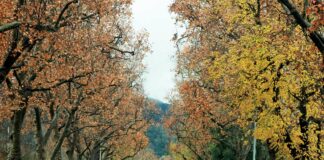 sixth street leaves