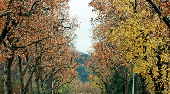 sixth street leaves