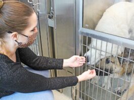 lisa jenkins santa clara county animal services center shelter dogs