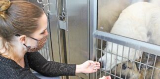 lisa jenkins santa clara county animal services center shelter dogs