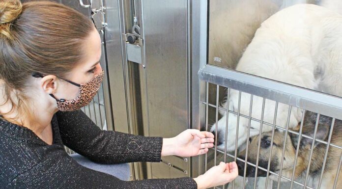 lisa jenkins santa clara county animal services center shelter dogs