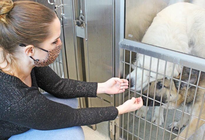 lisa jenkins santa clara county animal services center shelter dogs