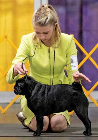 isabell ruffoni diesel pug westminster dog show