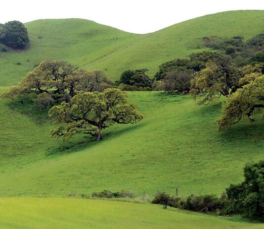 PHOTO: Prepare for ‘super bloom’ in Santa Clara County gilroy green hills highway 101