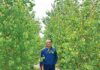 google tree farm gilroy rossi lane greg bozzo