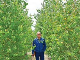 google tree farm gilroy rossi lane greg bozzo