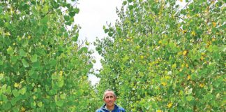 google tree farm gilroy rossi lane greg bozzo