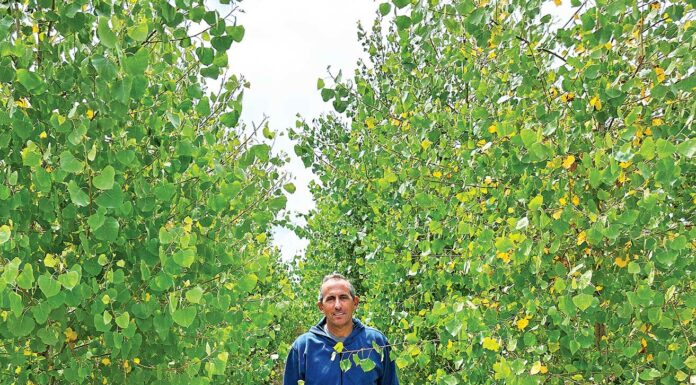 google tree farm gilroy rossi lane greg bozzo