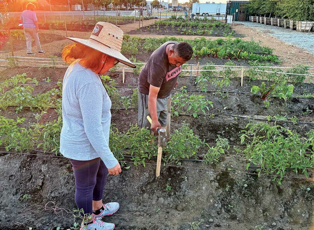 Google’s Gilroy farm plans to sell trees to the public Gilroy Dispatch