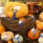 Image for display with article titled PHOTO: Gilroyan grows award-winning pumpkin for county fair
